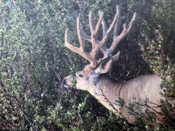 Help me pick a big buck to hunt