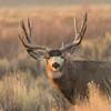 MonsterMuleys.com - Mule Deer, Elk And Western Big Game Hunting