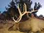 MonsterMuleys.com - Mule Deer, Elk and Western Big Game Hunting