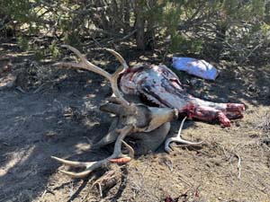 Nevada Muzzy Action